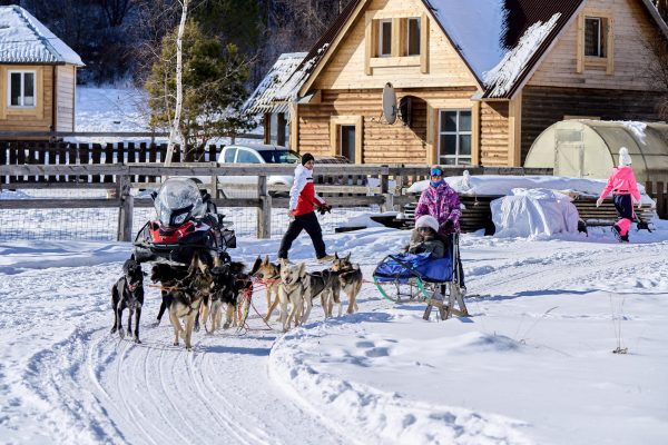 Đi xe chó Husky kéo trong rừng tuyết trắng