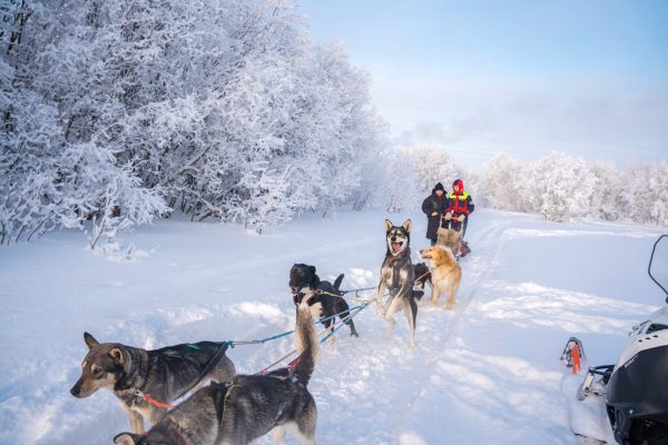 Đi xe chó Husky kéo trong rừng tuyết trắng
